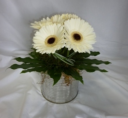 CAN-OF-GERBERAS 